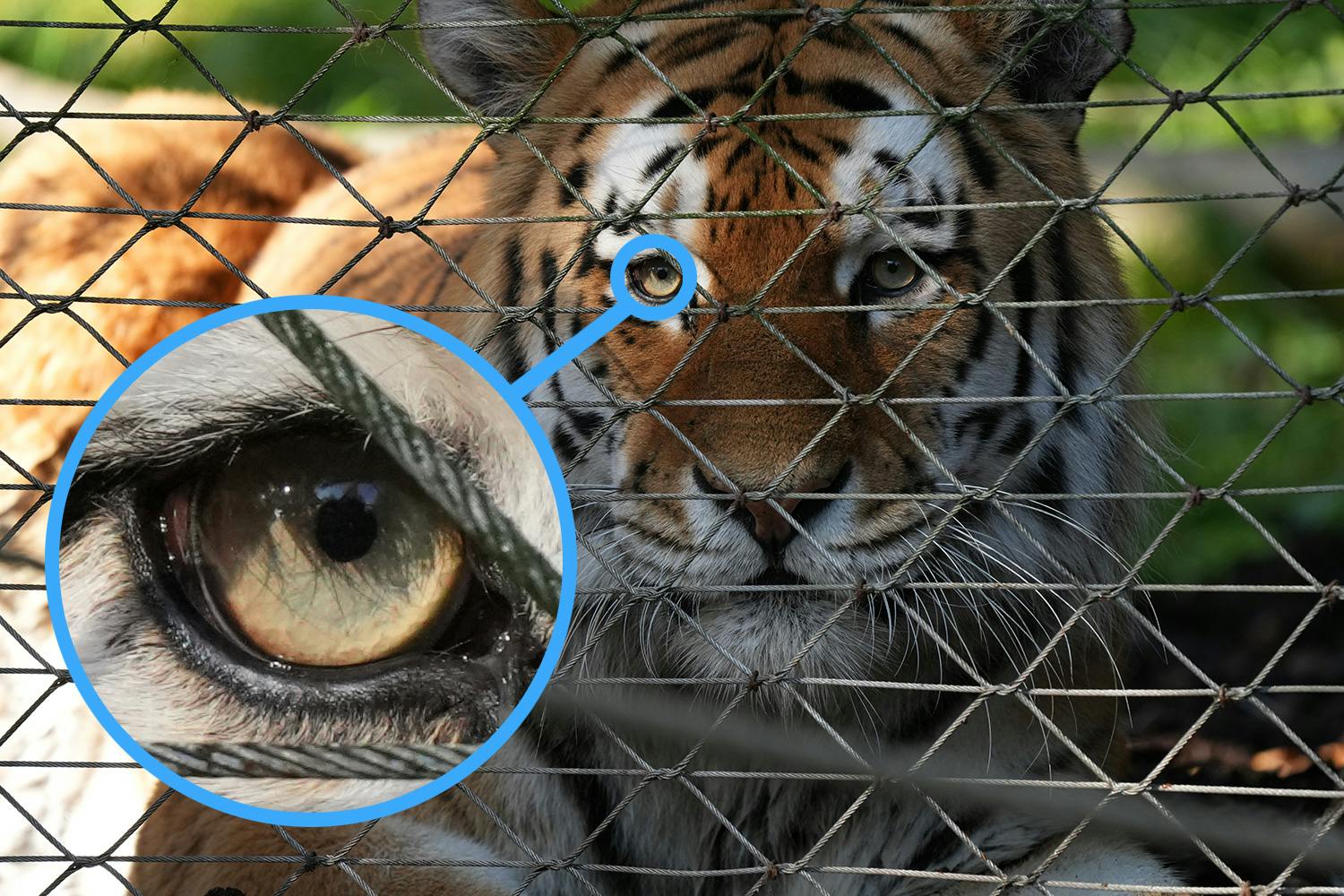 sonya7rv dt Detaljbilde tatt med Sony A7R V